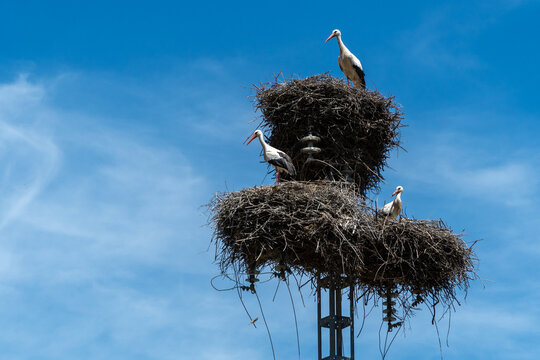 Storks nesting on electricity pole highlighting harmony