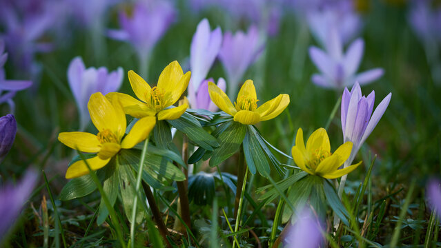 Winterlinge, Eranthis hyemalis, mit Krokusse im Hintergrund