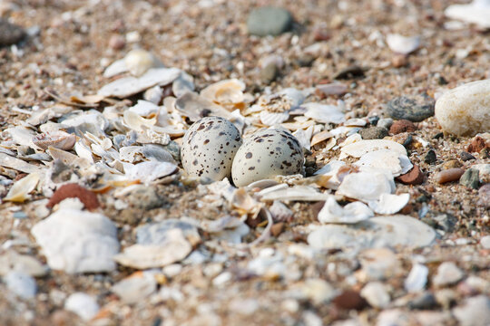 Snowy plover eggs nestled in sandy beach surroundings