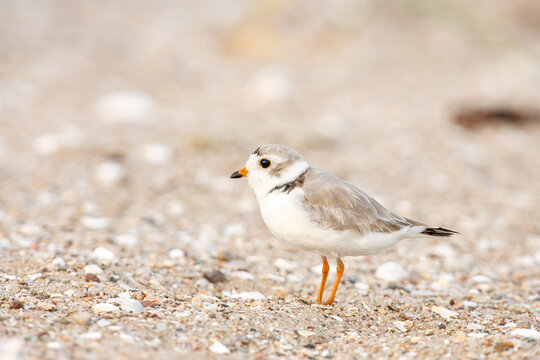 Snowy plover standing on a sandy beach