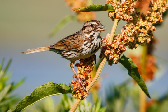 Song sparrow perching on curly dock in nature
