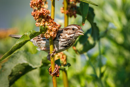 Song sparrow on curly dock in natural setting