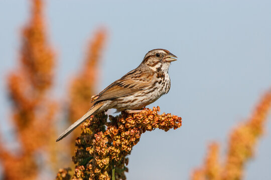 Song sparrow on curly dock in natural habitat