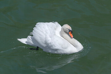 A swan is posing on the water - 2611