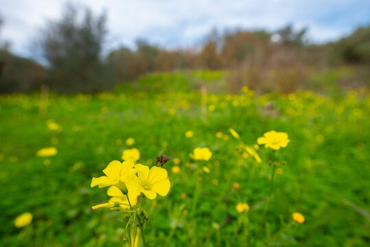 Bee on yellow wildflowers in a lush green meadow