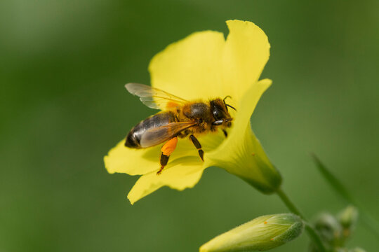 Honeybee on yellow flower collecting pollen