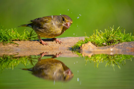 Bird near pond with vivid green grass reflection