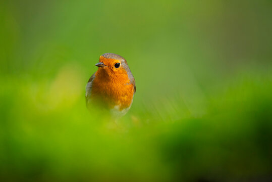 Curious robin perched in lush green landscape
