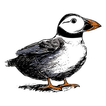 Drawing of a puffin