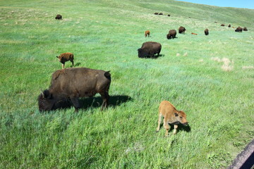 Bisons grazing in a field in Yellowstone Natl Park © Anastasiia