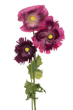 poppy flower isolated