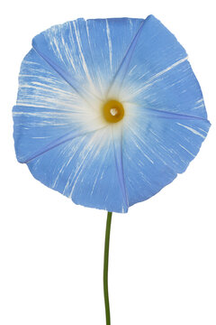 ipomoea flower isolated