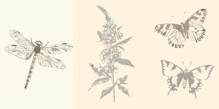 Delicate sketch of dragonflies butterflies and a flowering plant stem