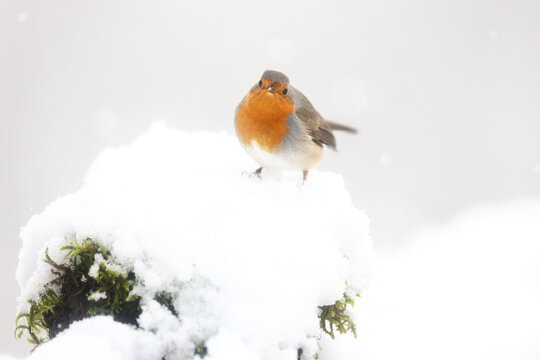 European robin perched on snowy branch in winter