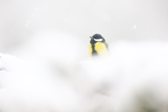 Great tit in snowy winter landscape