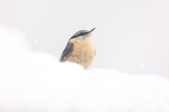Eurasian nuthatch in snowy habitat during winter