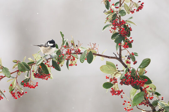 Coal tit on a berry-laden branch in winter