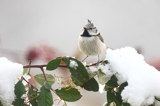 Crested tit perched on snowy branch in winter