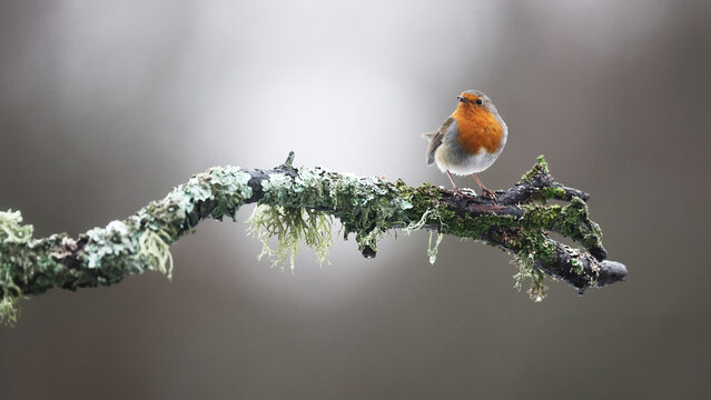 European robin perched on a mossy branch in winter