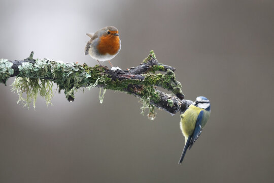 European robin and blue tit on a moss-covered branch