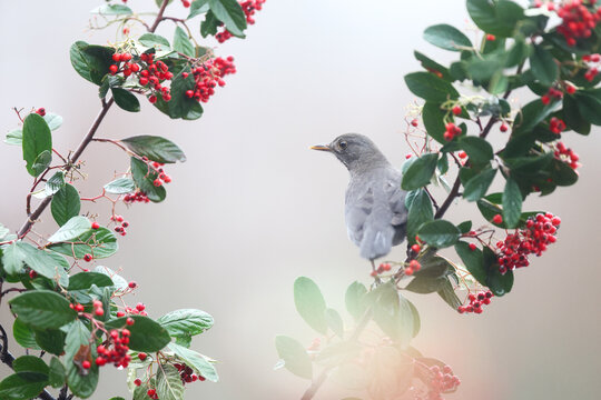 Blackbird perched on a berry-laden branch in winter