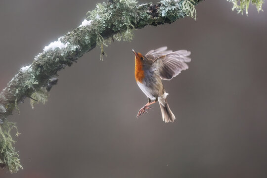 European robin in winter flight amidst nature