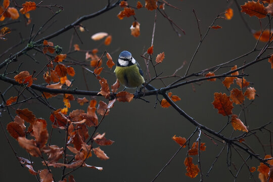 Eurasian blue tit perched among autumn leaves in Spain