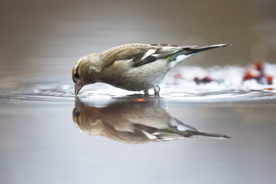 Common chaffinch drinking at a pond in tranquil nature