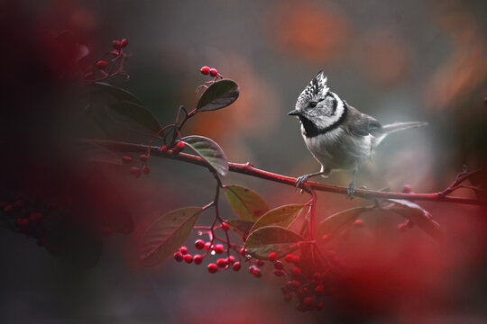 Coal tit perched on a vibrant berry-laden branch