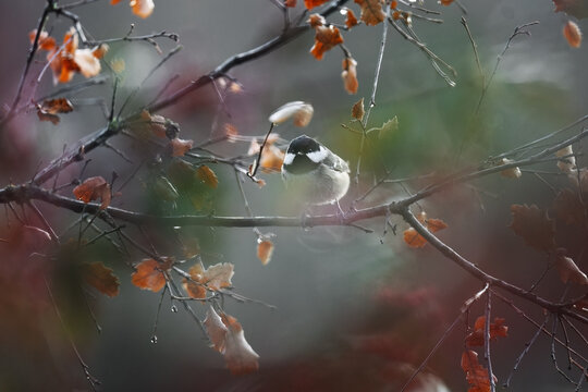 Crested tit perched on a branch in autumn woods