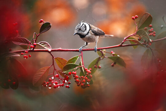 Coal tit perched on vibrant berry branch in nature