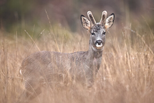 Roe deer standing in tall grass in natural habitat