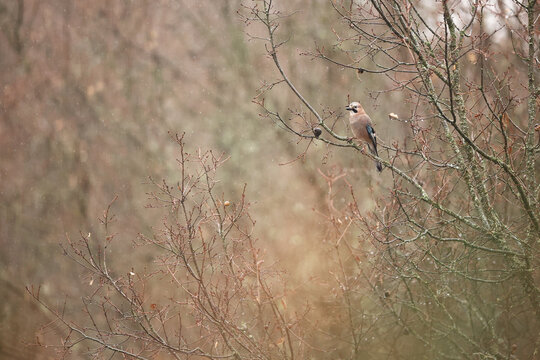 Eurasian jay perched on bare branches in tranquil setting