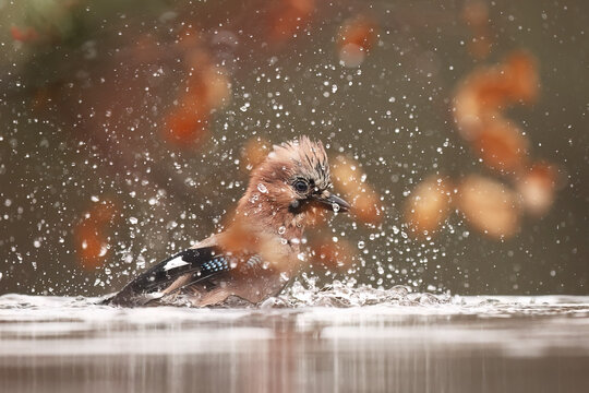 Eurasian jay birds at a pond in a picturesque setting