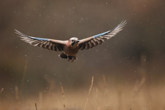 Eurasian jay in flight over Spanish landscape