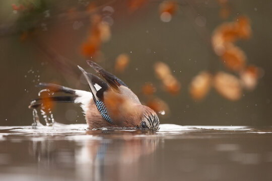 Eurasian jay bathing in calm water surrounded by nature