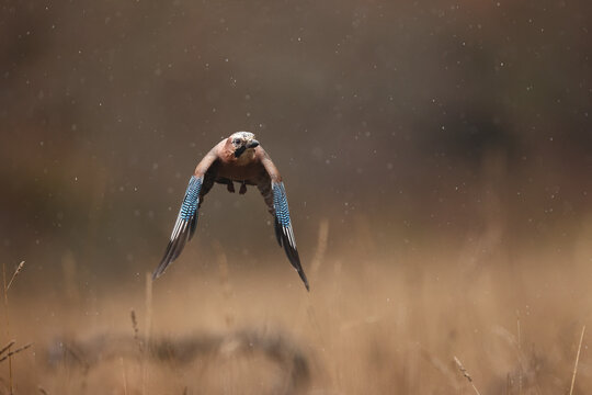 Eurasian jay in flight over grassy field