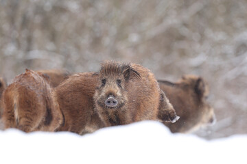 Dzik euroazjatycki, dzik, (Sus scrofa) © Bartosz Rakoczy