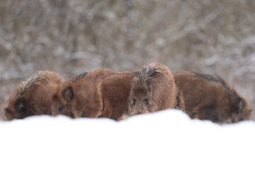 Dzik euroazjatycki, dzik, (Sus scrofa) © Bartosz Rakoczy