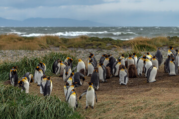 King Penguin (Aptenodytes patagonicus) Colony on Coastal Grassland with Ocean Waves. Tierra del Fuego, Patagonia, Chili.  © Albert