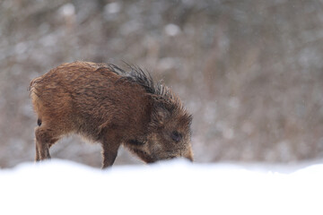 Dzik euroazjatycki, dzik, (Sus scrofa) © Bartosz Rakoczy