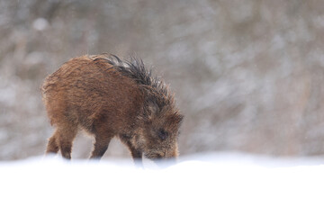 Dzik euroazjatycki, dzik, (Sus scrofa) © Bartosz Rakoczy