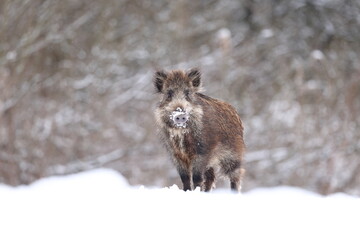 Dzik euroazjatycki, dzik, (Sus scrofa) © Bartosz Rakoczy