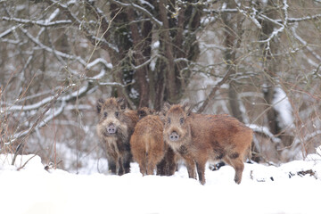 Dzik euroazjatycki, dzik, (Sus scrofa) © Bartosz Rakoczy
