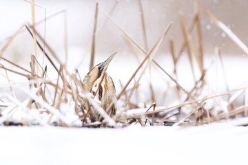 Bąk (Botaurus stellaris) © Bartosz Rakoczy