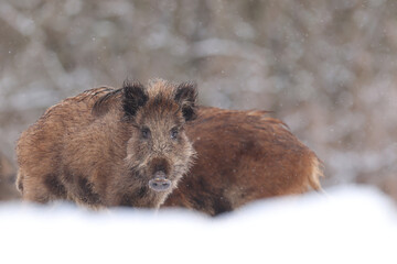 Dzik euroazjatycki, dzik, (Sus scrofa) © Bartosz Rakoczy