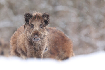 Dzik euroazjatycki, dzik, (Sus scrofa) © Bartosz Rakoczy