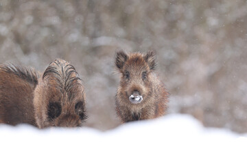 Dzik euroazjatycki, dzik, (Sus scrofa) © Bartosz Rakoczy