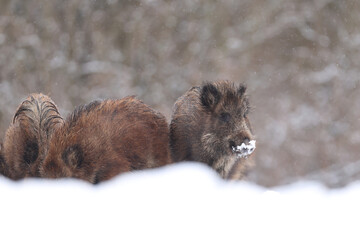 Dzik euroazjatycki, dzik, (Sus scrofa) © Bartosz Rakoczy