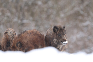 Dzik euroazjatycki, dzik, (Sus scrofa) © Bartosz Rakoczy